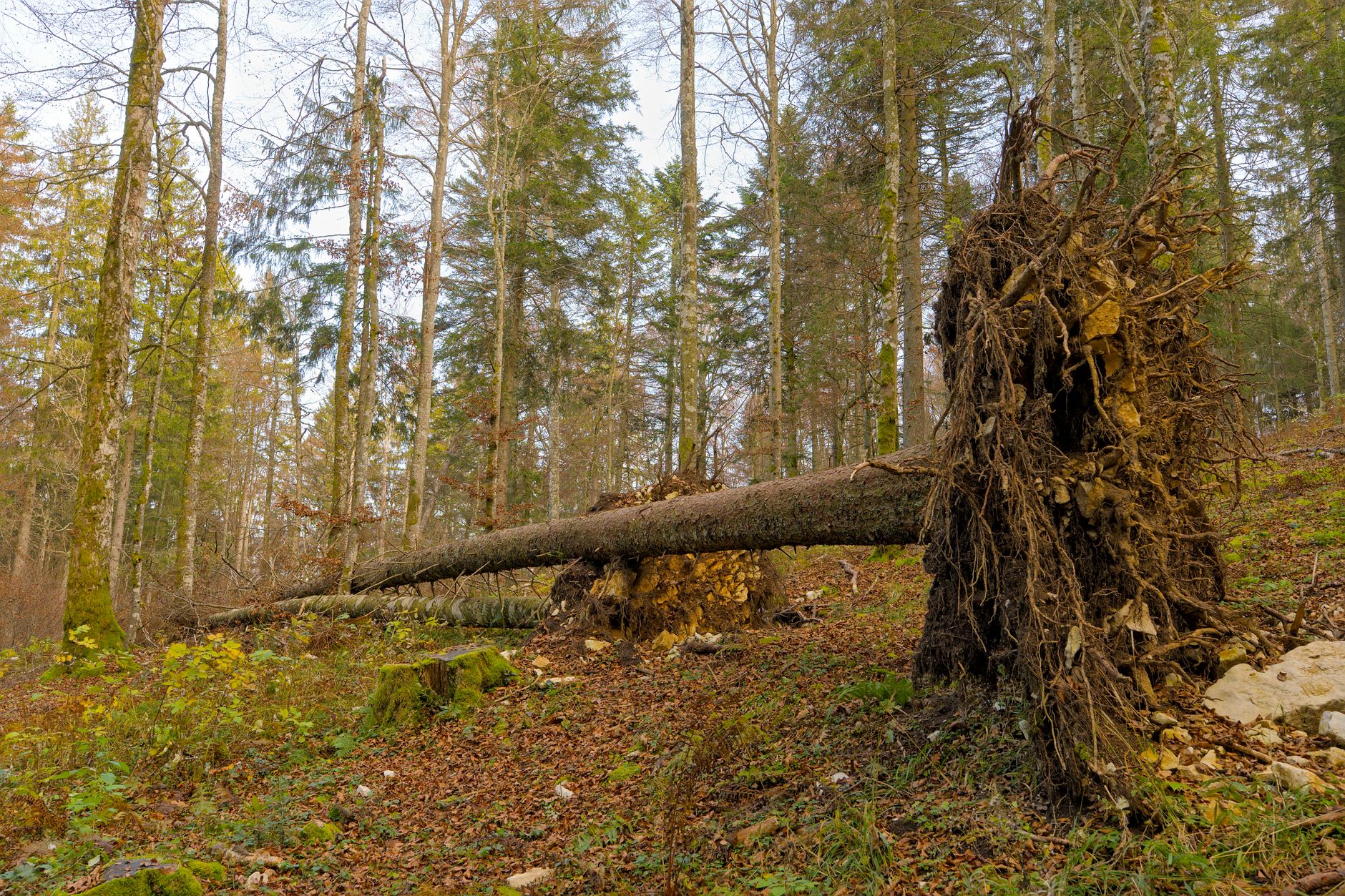 Enlèvement arbre urgence à Saint-Leu
